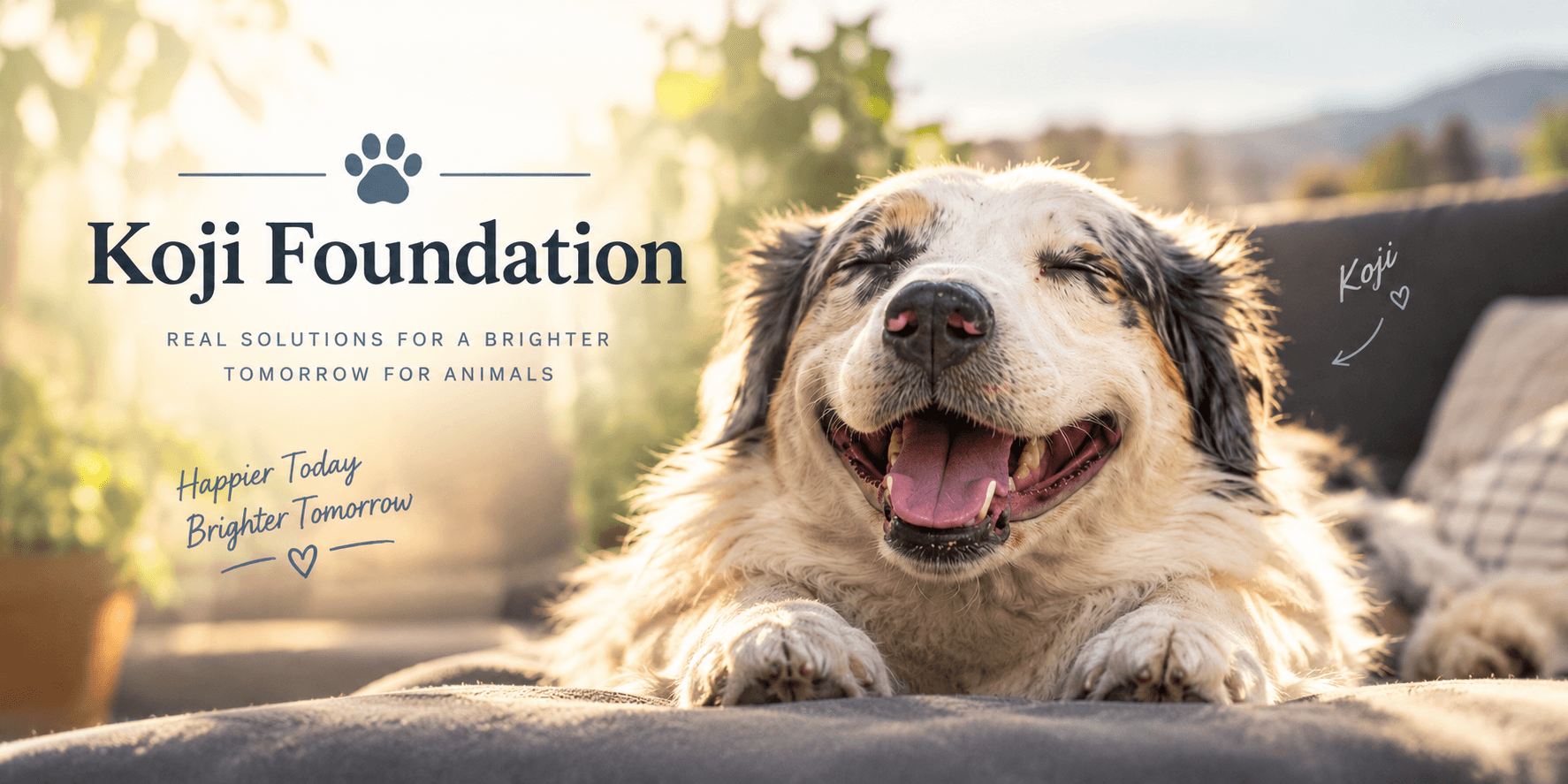 Koji Foundation: real solutions for a brighter tomorrow for animals